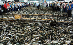 수산과학원 남해 어종ㆍ어획량 크게 증가
