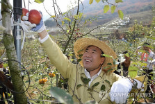 <카메라뉴스> 대검, 괴산서 사과 수확