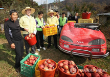 <카메라뉴스> 대검, 괴산서 사과 수확