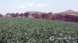 <르포> 배추값 폭락..해남 농민 `울상