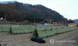 홍천 산골 무청 시래기 수확 한창