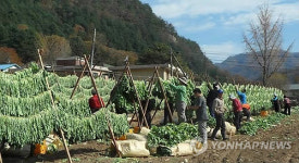 홍천 산골 무청 시래기 수확 한창