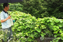 영동농기센터, 약용식물 새삼 인공재배 성공