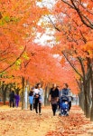 단풍 절정 이룬 대구 수성못유원지