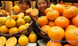 신세계百, 충주산 한라봉 첫 선