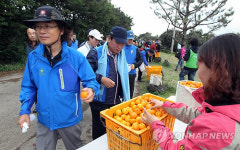 제주올레도 걷고 감귤도 먹고
