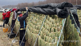 `겨울의 별미 청정 산골 시래기 건조작업 한창