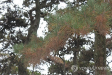 울산12경 대왕암 100년생 해송 잎 말라 시름