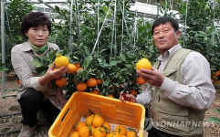 충주서 한라봉 재배 성공