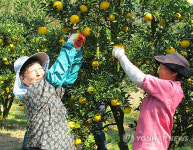 고흥 유자 수확합니다.
