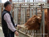 <구제역 1년> ①최악의 위기 넘겼나
