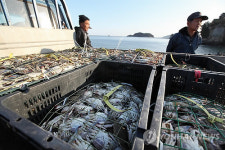 연평도는 꽃게잡이 한창