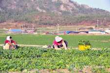 < FTA시대 신농업>⑦`시금치 대박 신안 비금농협