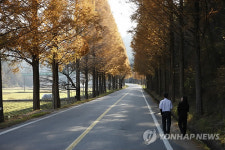 붉은 메타세쿼이아 길