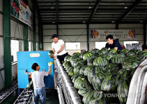 < FTA시대 신농업>⑩함안 대산 `색깔수박 승부수