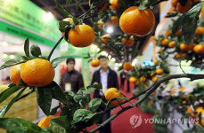 대한민국 과일이 한 곳에