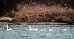 충주 남한강에서 17년째 고니떼 월동