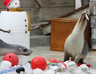 시드니 타롱가동물원, 동물에게 이색 크리스마스 선물