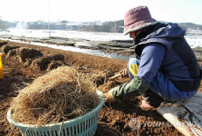건강에 좋은 씀바귀 서산 속새 출하 시작