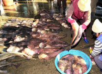 동해안 곰치 귀한 몸..최고 20만원에 팔려