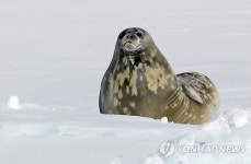 잠자다 일어난 웨델해표