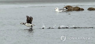 "길조인가?"..경포호 찾은 희귀철새 '바다꿩'