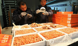 설앞두고 수입 곶감 검역