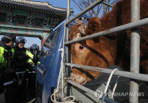 전북한우협회, 한우반납 상경 투쟁 집결