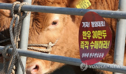 청와대 가는 한우