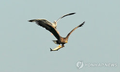 갈매기에 쫓기는 흰꼬리수리