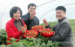 당진 해나루딸기 정말 맛있어요