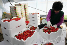  맛과 품질 좋은 충주딸기 출하