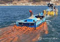 경남 남해바다서 바다의 꽃 멍게 본격 수확