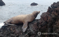 제주바다에 웬 큰바다물개?