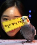 앵무새가 점치는 애정운