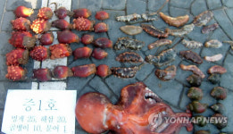 해경이 압수한 불법채취 수산물