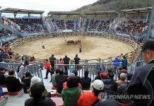 진주 토요 상설 소싸움경기 개막