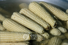 강원 대표작물 감자ㆍ옥수수..통일농산물로 육성