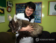 동부전선 전방지역서 구조된 어린 산양