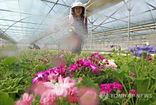 <카메라뉴스> 봄기운 완연..춘천 양묘장 꽃 활짝