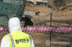 AI 긴급방역 중인 충남 계룡 닭농장