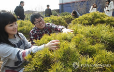 "봄 봄 봄, 나무시장 문 열다"