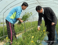 일본 수출되는 금산 프리지어