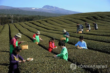 대한민국 첫 녹차 잎 따는 날
