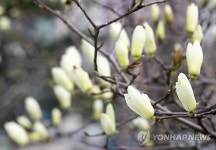 서울에서 목련 첫 개화