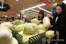 롯데마트 정부비축 월동배추 대방출