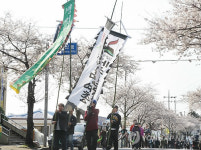 강정 벚꽃길 걸으며 제주4.3 해원상생굿