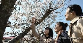 화사한 벚꽃과 여심(女心)