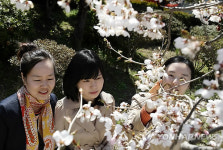 화사한 벚꽃과 여심(女心)