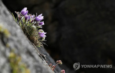 바위 절벽에 꽃 피운 동강 할미꽃